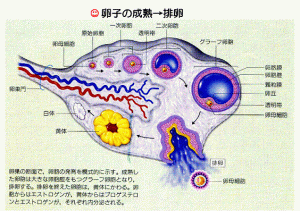 卵子の成熟→排卵